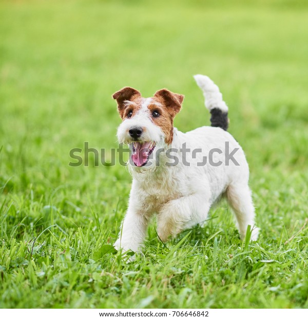 Wire fox terrier dog enjoying running outdoors in the\
park copyspace green grass nature happiness lifestyle health\
animals. 