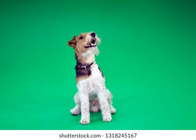 1000 Wire Haired Terrier Stock Images Photos Vectors