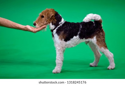 Short Haired Fox Terrier Images Stock Photos Vectors Shutterstock