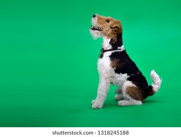 1000 Wire Haired Terrier Stock Images Photos Vectors