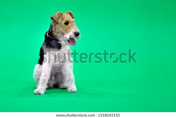 Wire Fox Terrier Dog Short Hair Stock Photo Edit Now 1318245155