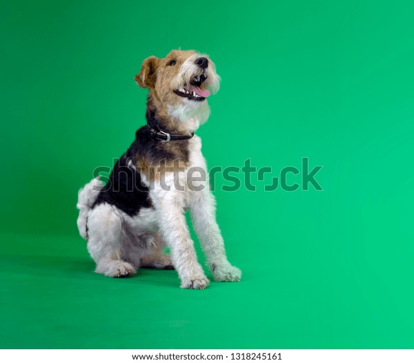 Wire Fox Terrier Dog Short Hair Stock Photo Edit Now 1318245161