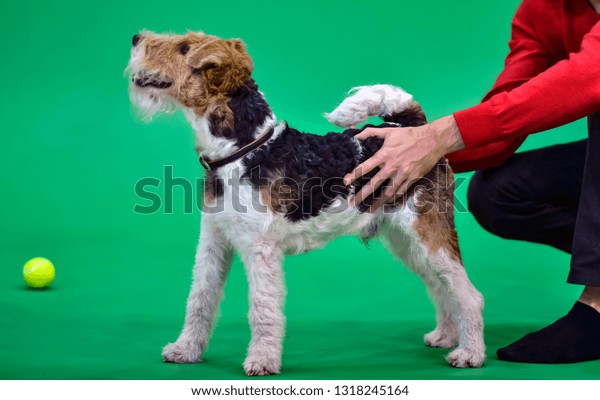 Wire Fox Terrier Dog Short Hair Stock Photo Edit Now 1318245164