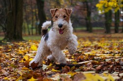 Wire Fox Terrier Hunting Dog. Puppy Pet In Autumn