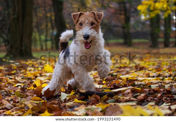 Wire Fox\
Terrier hunting dog. Puppy pet in\
autumn