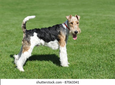 Fox Terrier Images Stock Photos Vectors Shutterstock