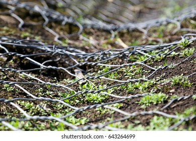 wire. grass sprouts