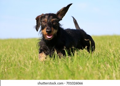 wire haired dachshund in the garden with a funny ear