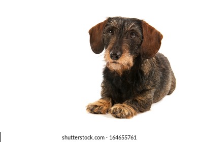 Wire haired dachshund isolated over white background