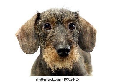 wire haired Dachshund looking into the camera
