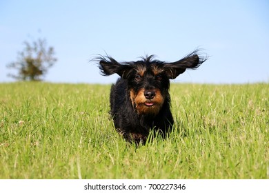 wire haired dachshund is running in the garden