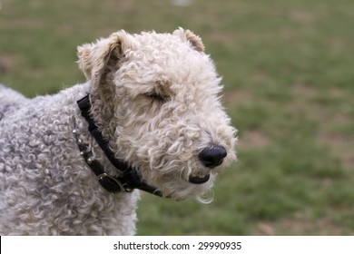 Wire Haired Fox Terrier Head