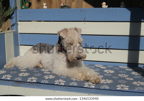 Wire Haired Fox Terrier Lying On Stock Photo Edit Now 1346533940