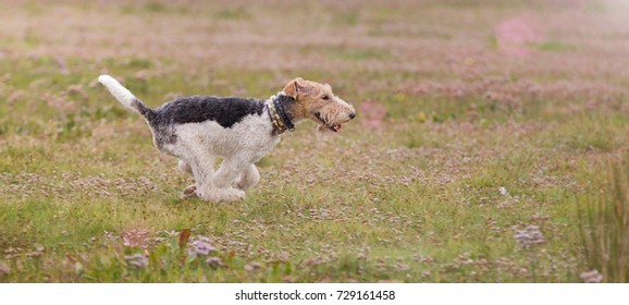 Wire Haired Fox Terrier Running Fast On Grass UK. Fox Terrier
