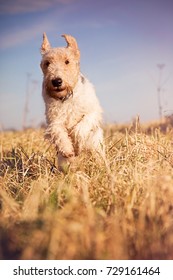 Wire Haired Fox Terrier Running Fast On Grass UK. Fox Terrier
