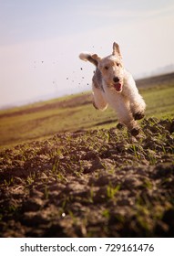 Wire Haired Fox Terrier Running Fast On Grass UK. Fox Terrier
