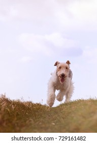 Wire Haired Fox Terrier Running Fast On Grass UK. Fox Terrier
