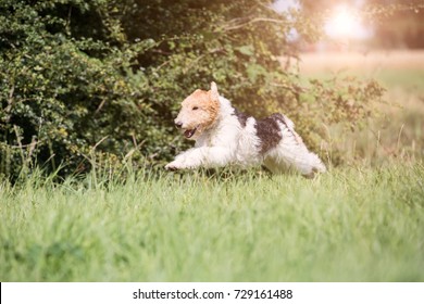 Wire Haired Fox Terrier Running Fast On Grass UK. Fox Terrier
