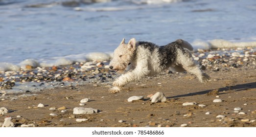 Wire Haired Fox Terrier Running Fast Along Beach All Feet Off Ground, Sunny Day UK