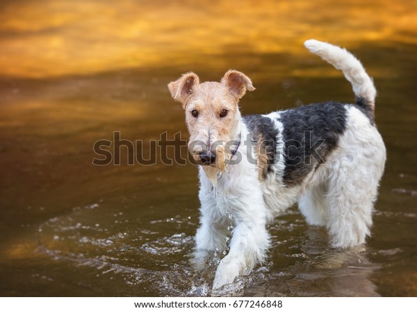 Wire Haired Foxterrier Studio Stock Photo Edit Now 677246848