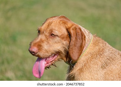 
Wire haired Hungarian Vizsla portrait