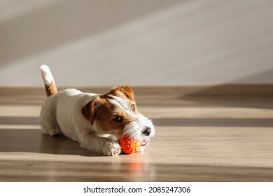 Wire Haired Jack Russell Terrier puppy playing with favorite toy. Small rough coated doggy with orange rubber ball for pets at home. Close up, copy space, cozy interior background - Shutterstock ID 2085247306