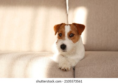 Wire Haired Jack Russell Terrier Puppy Stock Photo 2105573561 ...