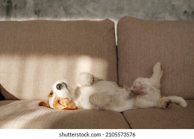 Wire Haired Jack Russell Terrier puppy in the dog bed looking at the camera. Small rough coated doggy with funny fur stains resting in a lounger at home. Close up, copy space, background - Shutterstock ID 2105573576