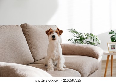 Wire Haired Jack Russell Terrier puppy on the beige textile couch looking at the camera. Small rough coated doggy with funny fur stains sitting on the sofa at home. Close up, copy space, background - Shutterstock ID 2150587525