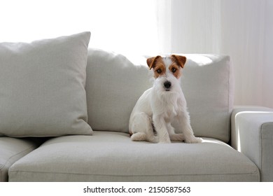 Wire Haired Jack Russell Terrier Puppy Stock Photo 2150587563   Wire Haired Jack Russell Terrier 260nw 2150587563 