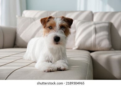 wire haired jack russells