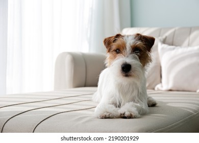 wire haired jack russells