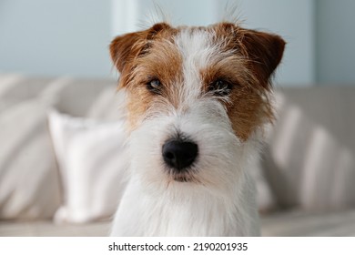 wire haired jack russells