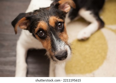 wire haired jack russells