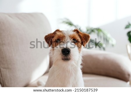 Wire Haired Jack Russell Terrier puppy on the beige textile couch looking at the camera. Small rough coated doggy with funny fur stains sitting on the sofa at home. Close up, copy space, background