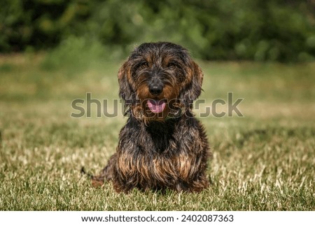 Wire haired long haired Dachshund with his tongue out in a field in Windsor