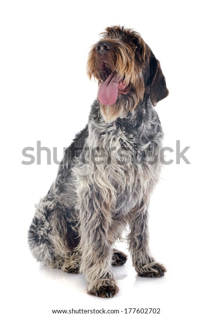 Wire Haired Pointing Griffon Front White Stock Photo Edit Now