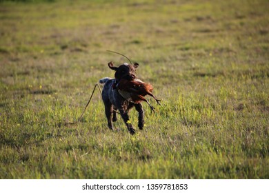 Wire Haired Pointing Griffon Images Stock Photos Vectors