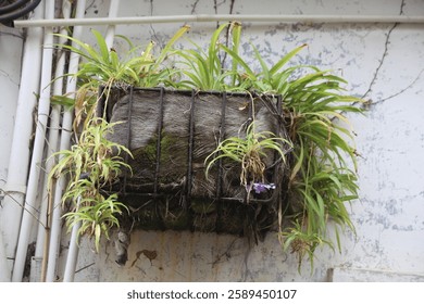 A wire mesh box on the wall of an old building in Hong Kong is covered with moss and orchids, hanging plants, nature photography, moss-covered surfaces, a hanging garden, and weathered wood.