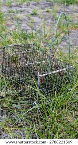 Wire mesh humane mouse trap placement on the green grass outdoors