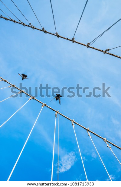 The wire metal rope bridge with dove on blue\
sky background
