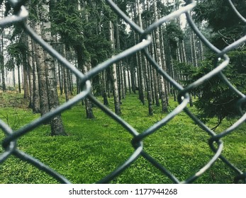 wire netting and forest