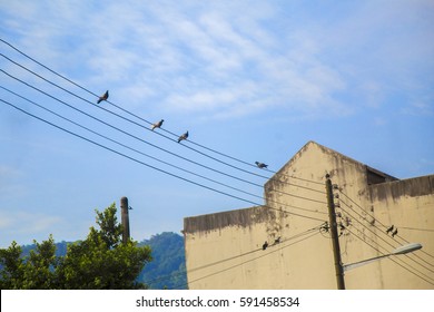 Wire Pigeons