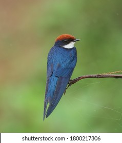 Wire Tailed Swallow With Rain Drop On Body Captured At Ahmedabad Gujarat. 