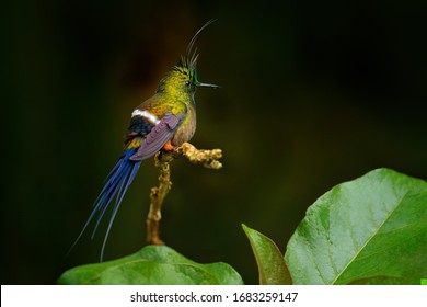 Wire-crested thorntail, Discosura popelairii, hummingbird from Colombia, Ecuador and Peru. Beautiful bird with crest, siting in the green tropic forest, Sumaco, Ecuador. Birdwatching in South America.