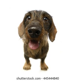 wired hair dachshund portrait a in studio