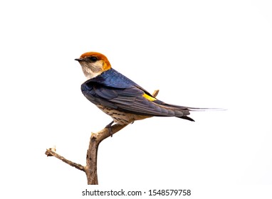 A Wired Tailed Swallow, Isolated On White.