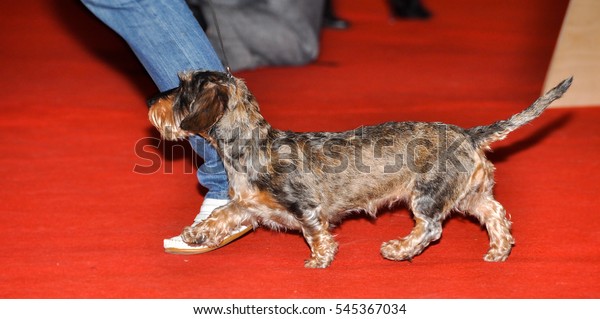 Wirehaired Dachshund Dog Dachshund Shortlegged Longbodied Stock Photo Edit Now 545367034