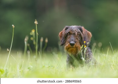 wire-haired dachshund in the high grass