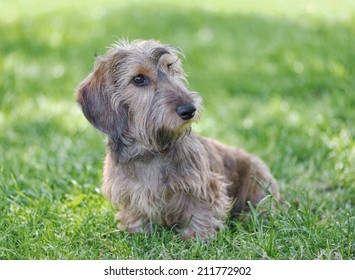 Wire-haired dachshund on green meadow.